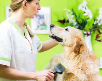 vétérinaire Valley Veterinary Clinic Happy Valley-Goose Bay